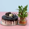 2 Layer Bamboo Eggless Chocolate Cake 2