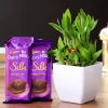 2 Layer Bamboo Plant &Amp; Dairy Milk Silk Chocolates 2 2 Layer Bamboo Plant Dairy Milk Silk Chocolates 1