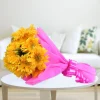 Vivid Looks 2 25702