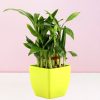 2 Layer Bamboo In Plastic Pot