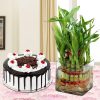 Lucky Bamboo With Black Forest Cake 1 Lucky Bamboo With Black Forest Cake
