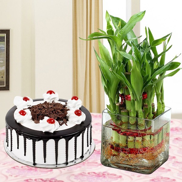 Lucky Bamboo With Black Forest Cake 3 Lucky Bamboo With Black Forest Cake